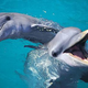 Image for article titled Will we ever learn to speak dolphin?